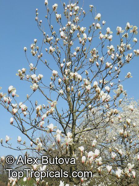 Magnolia cylindrica Magnolia cylindrica Huangshan Magnolia TopTropicalscom