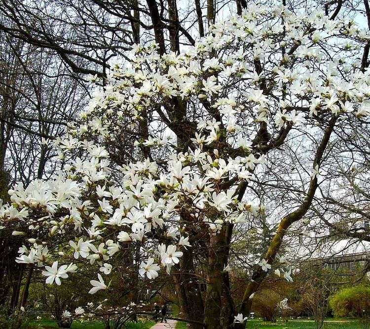 Magnolia cylindrica httpsuploadwikimediaorgwikipediacommons44
