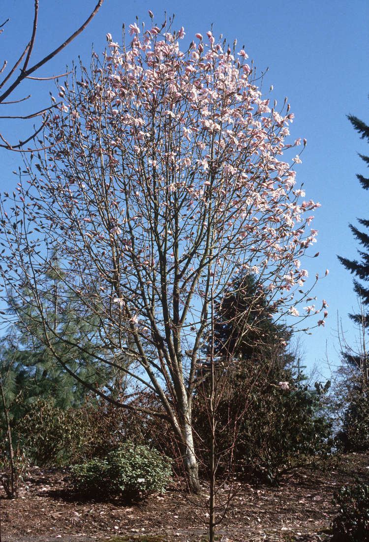 Magnolia dawsoniana Magnolia dawsoniana City of Vancouver Archives