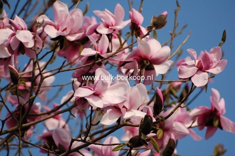 Magnolia dawsoniana Picture and description of Magnolia dawsoniana