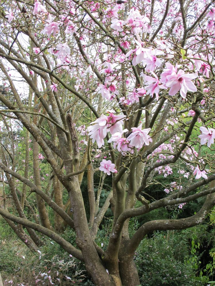 Magnolia dawsoniana httpsuploadwikimediaorgwikipediacommons33