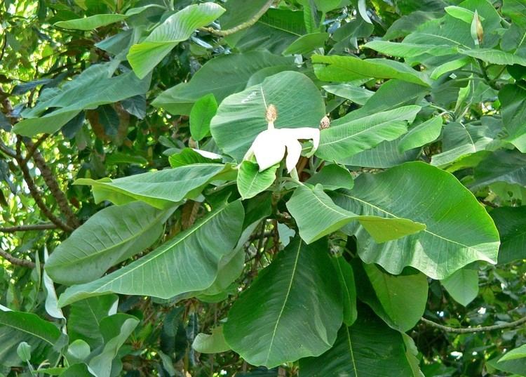 Magnolia dealbata httpsuploadwikimediaorgwikipediacommons66