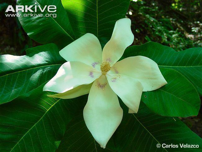 Magnolia dealbata Magnolia videos photos and facts Magnolia dealbata ARKive