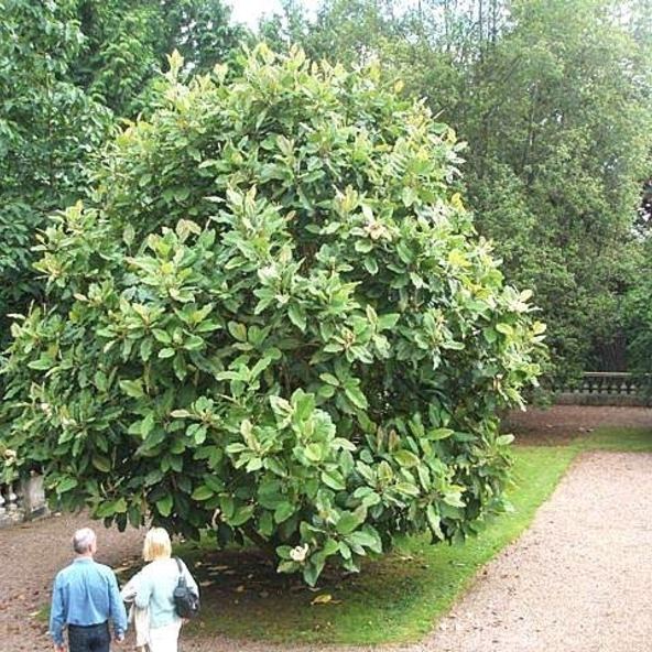 Magnolia delavayi delavayi