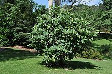 Magnolia delavayi Magnolia delavayi Wikipedia
