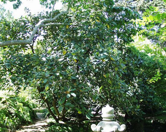 Magnolia delavayi httpsselectreecalpolyeduimages080043origi