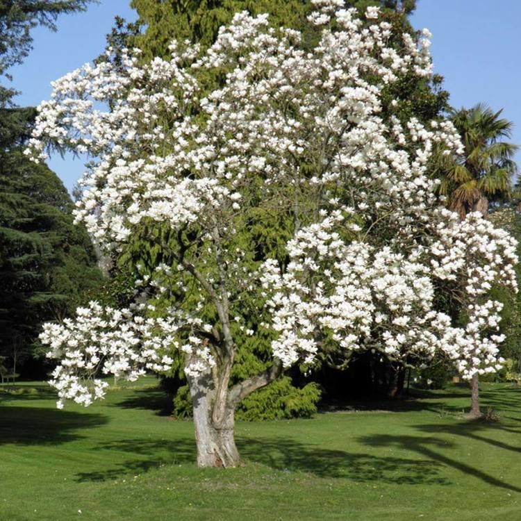 Magnolia denudata Australian Seed MAGNOLIA denudata