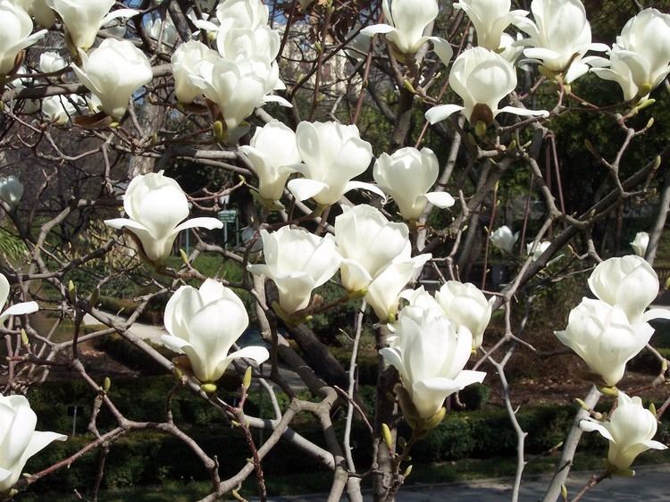 Magnolia denudata FileMagnolia denudata RJBjpg Wikimedia Commons