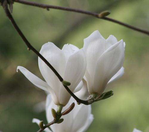 Magnolia denudata View Plant Great Plant Picks