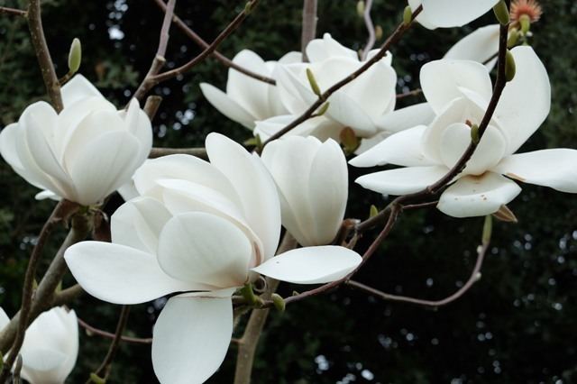 Magnolia denudata Magnolia denudata