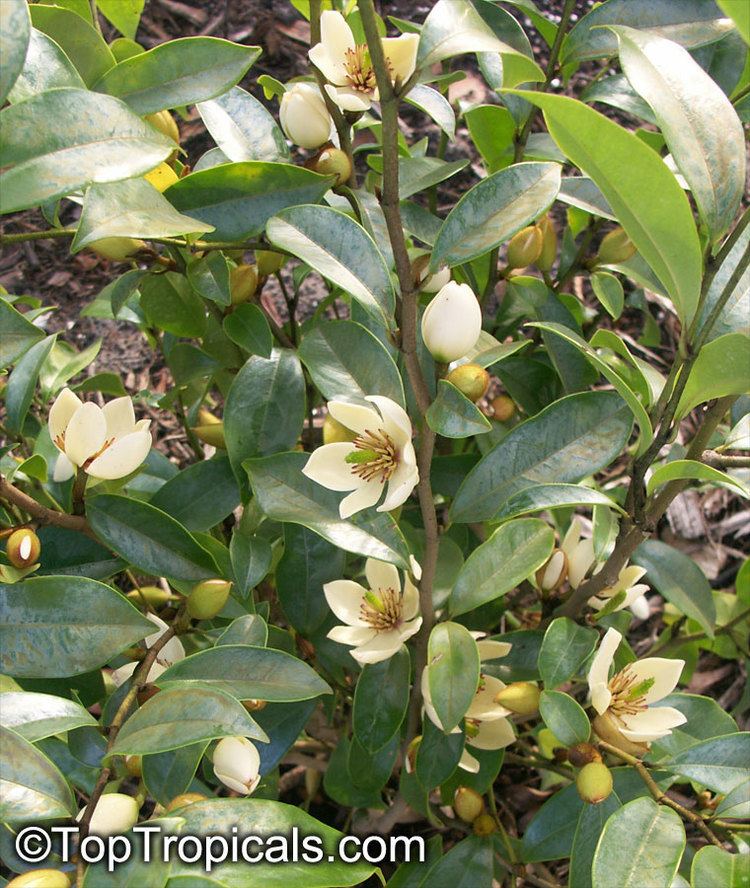 Magnolia figo httpstoptropicalscompicsgardenm22008km1