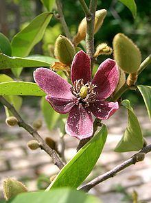Magnolia figo Magnolia figo Wikipedia