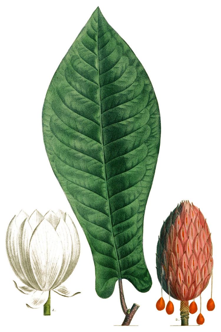 Magnolia fraseri FileNAS056w Magnolia fraseripng Wikimedia Commons