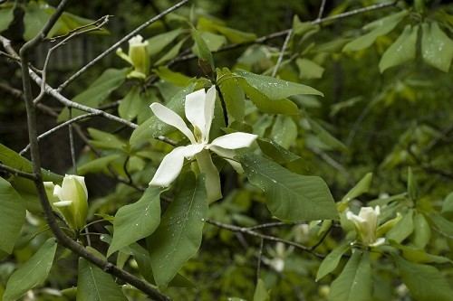 Magnolia fraseri Magnolia fraseri