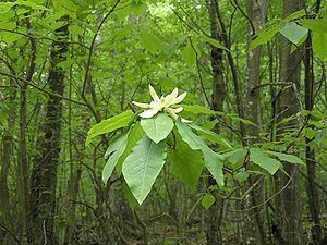 Magnolia fraseri Magnolia fraseri Wikipedia