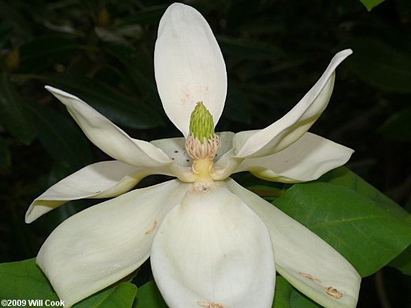 Magnolia fraseri wwwcarolinanaturecomtreesmafr140358jpg