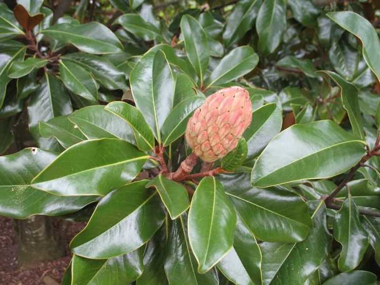 Magnolia grandiflora Magnolia Grandiflora Species Southern Magnolia