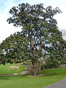 Magnolia grandiflora httpsuploadwikimediaorgwikipediacommonsthu