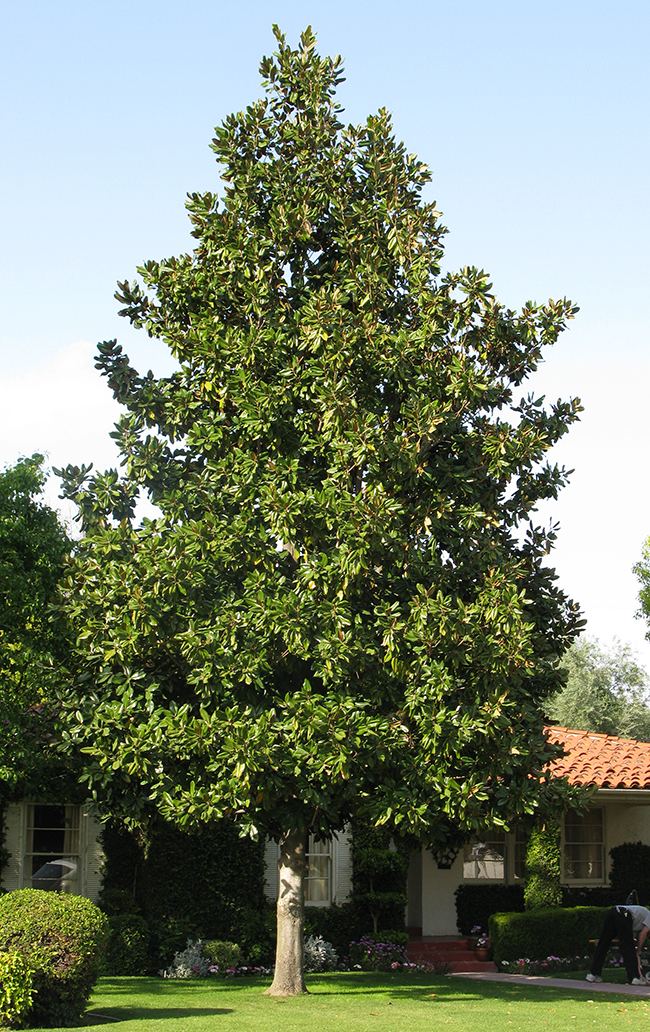 Magnolia grandiflora UFEI SelecTree A Tree Selection Guide