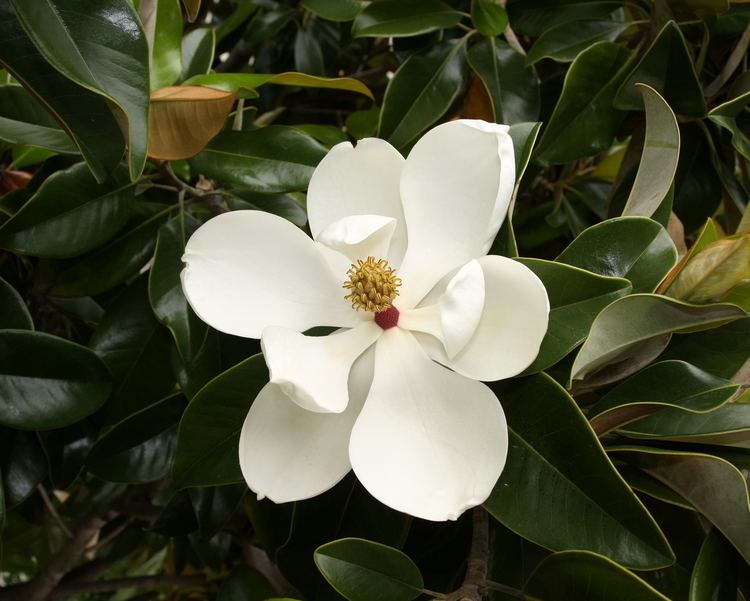 Magnolia grandiflora FileMagnolia grandiflora flower 1jpg Wikimedia Commons