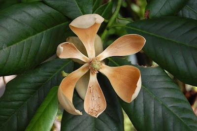 Magnolia guatemalensis 3bpblogspotcomtFuoLaGmlMUbps9OSJ63IAAAAAAA