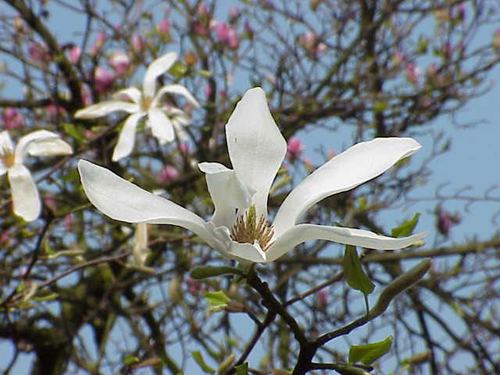 Magnolia kobus View Plant Great Plant Picks