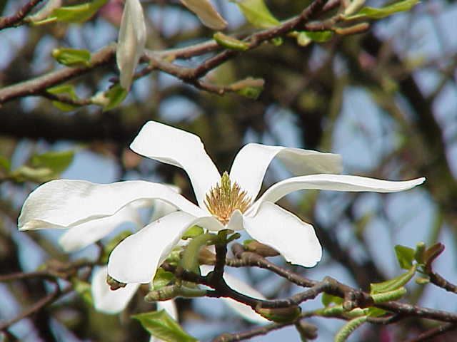 Magnolia kobus Magnolia de Kob Wikipdia