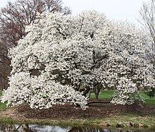 Magnolia kobus httpsuploadwikimediaorgwikipediacommonsthu