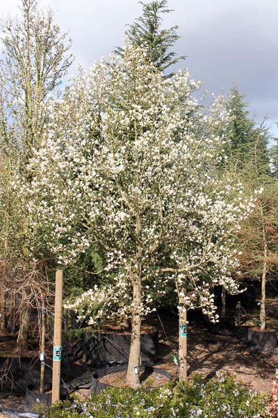 Magnolia kobus Magnolia kobus Northern Japanese magnolia Tree Shrub Majestic