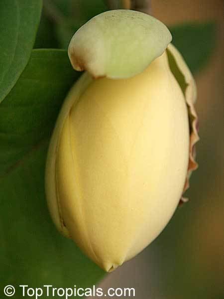 Magnolia liliifera TopTropicalscom rare plants for home and garden