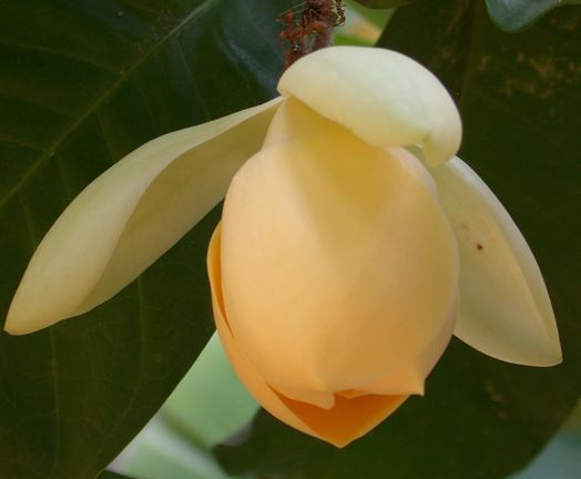 Magnolia liliifera Egg magnolia in blossom Dokmai Dogma