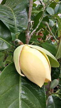 Magnolia liliifera Magnolia liliifera Wikipedia