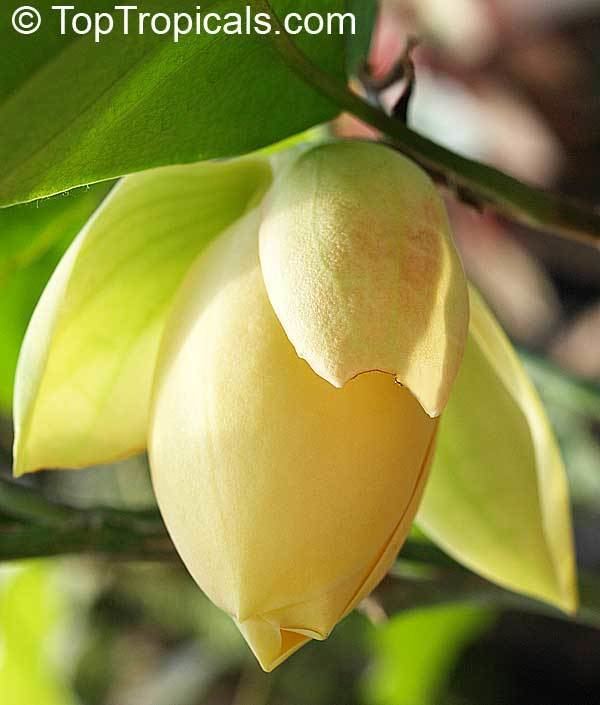 Magnolia liliifera httpstoptropicalscompicsgarden0725P227251