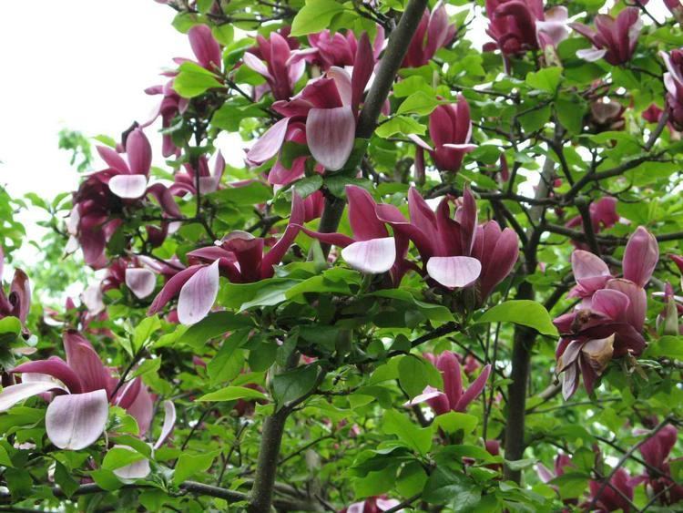 Magnolia liliiflora Magnolia liliiflora Hortipedia