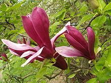 Magnolia liliiflora httpsuploadwikimediaorgwikipediacommonsthu