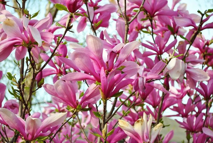 Magnolia liliiflora Magnolia Liliiflora Shrub 10 Seeds Mulan Tulip Lily Magnolia