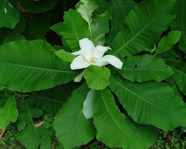 Magnolia macrophylla wwwmissouriplantscomWhitealtMagnoliamacrophyl