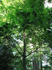 Magnolia macrophylla Magnolia macrophylla Wikipedia
