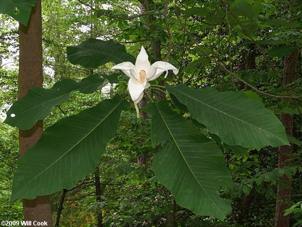 Magnolia macrophylla Bigleaf Magnolia Magnolia macrophylla