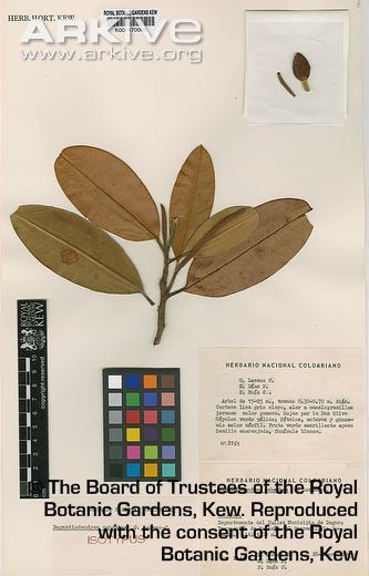 Magnolia mahechae cdn2arkiveorgmediaAAAA6811416E624A4DB278B