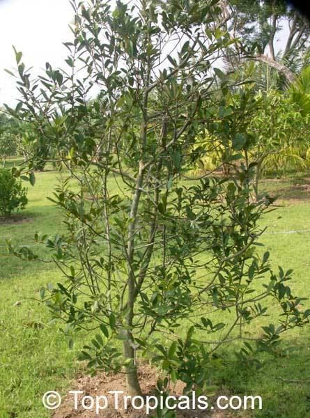 Magnolia montana toptropicalscompicsgarden0555815jpg