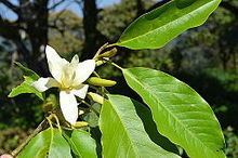 Magnolia nilagirica httpsuploadwikimediaorgwikipediacommonsthu