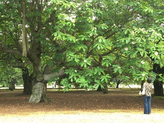 Magnolia obovata Magnolia obovata St Mary39s Nursery amp Farm