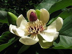 Magnolia obovata httpsuploadwikimediaorgwikipediacommonsthu