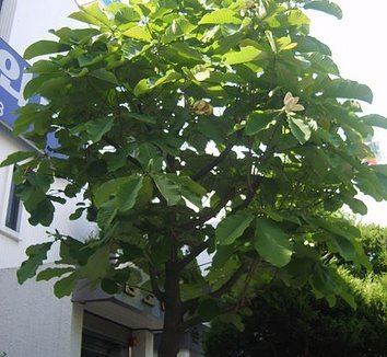 Magnolia obovata Magnolia obovata Magnolia hypoleuca Whitebark Magnolia
