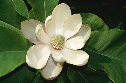 Magnolia obovata Magnolia obovata Thunb Japanese bigleaf magnoliaRHS Gardening