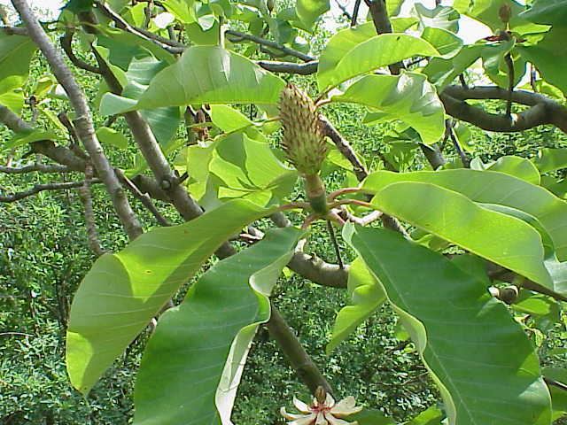 Magnolia obovata FileMagnolia obovata 04jpg Wikimedia Commons
