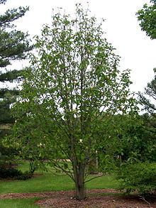 Magnolia officinalis httpsuploadwikimediaorgwikipediacommonsthu