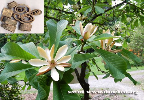 Magnolia officinalis Magnolia bark HoupoMagnolia officinalisCortex Magnoliae officinalis
