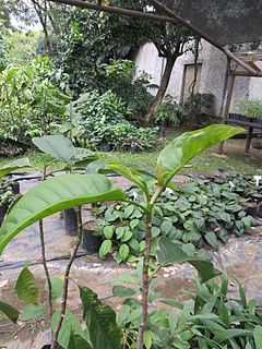 Magnolia polyhypsophylla httpsuploadwikimediaorgwikipediacommonsthu
